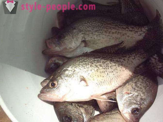 Fiske i Bratsk som fiskar fångas, plats fisk