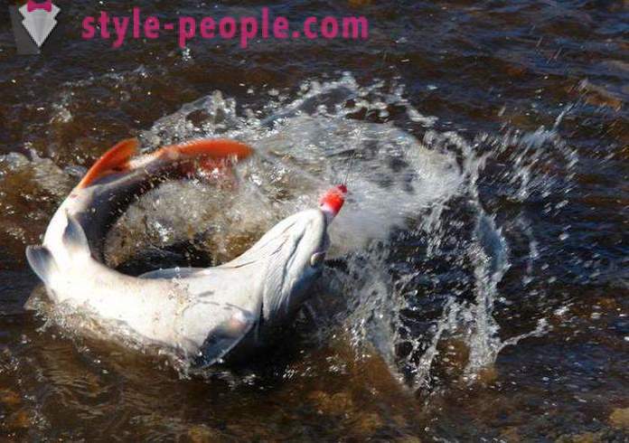 Fiske i Chakassien Tips sportfiskare