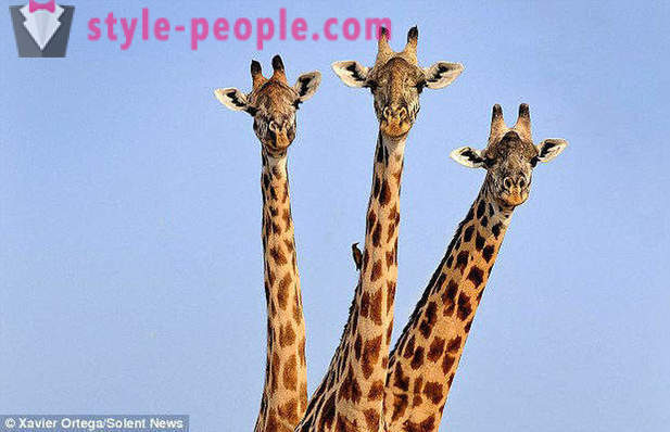 I Zambia träffade trehövdade giraff skottet