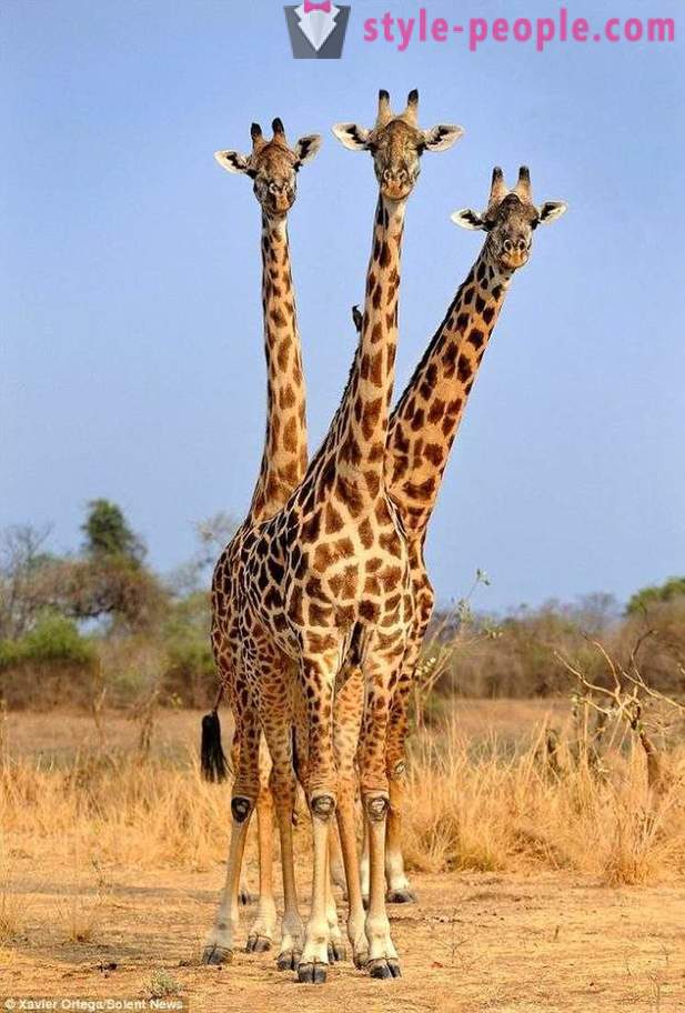 I Zambia träffade trehövdade giraff skottet