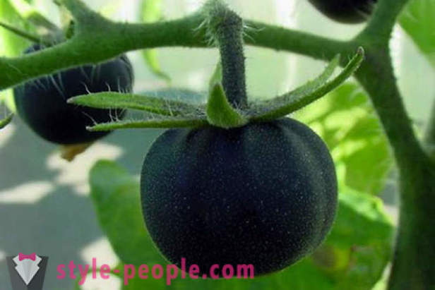 Ovanliga kvalitet svart tomater