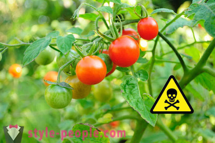 Detta är skadligt att äta tomater?