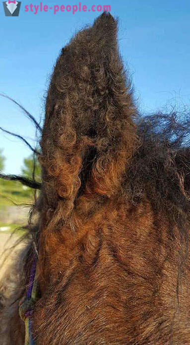 Curly Horse - en sann mirakel av naturen