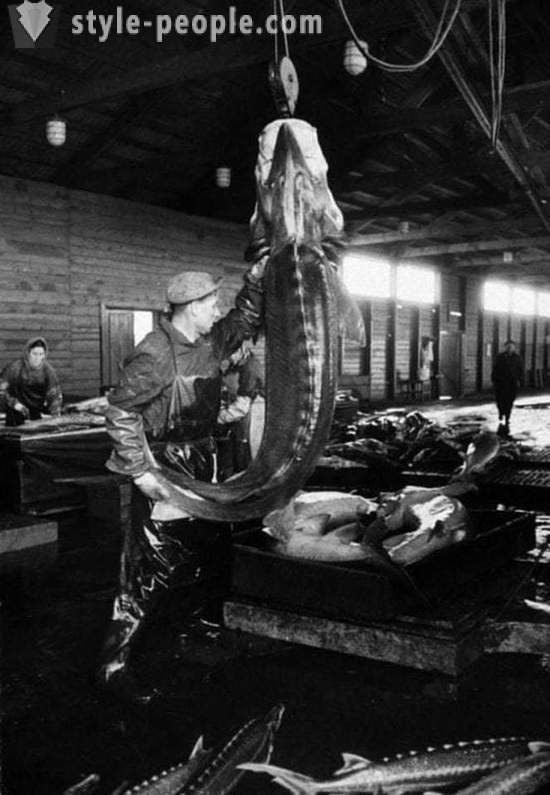 Liksom i Sovjetunionen minerade kaviar