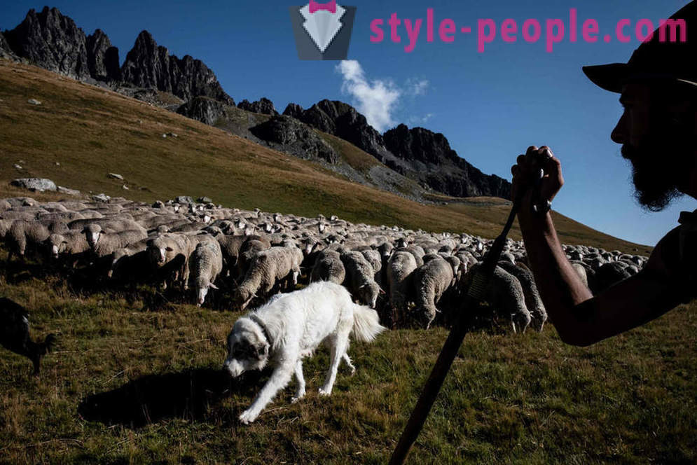 Livslängden för herde i Alperna