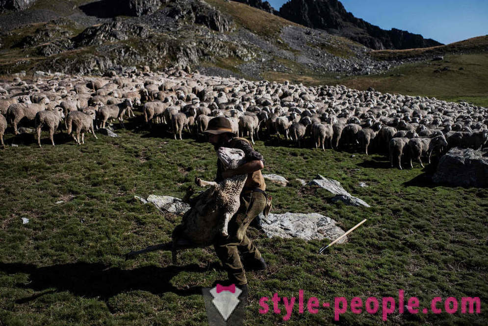 Livslängden för herde i Alperna