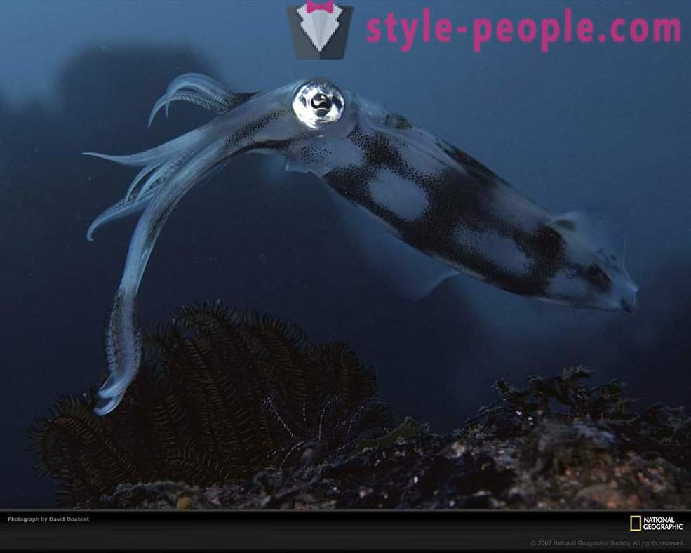 Fantastiska invånarna i undervattensvärlden i bilder