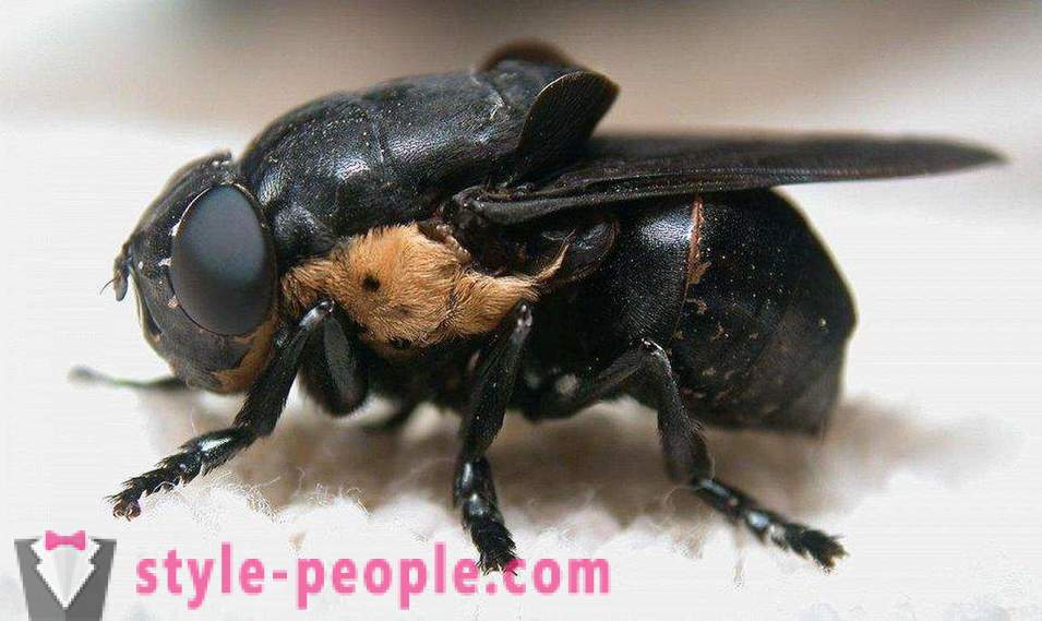 De farligaste insekterna på planeten