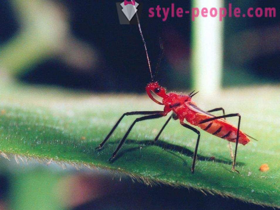 De farligaste insekterna på planeten