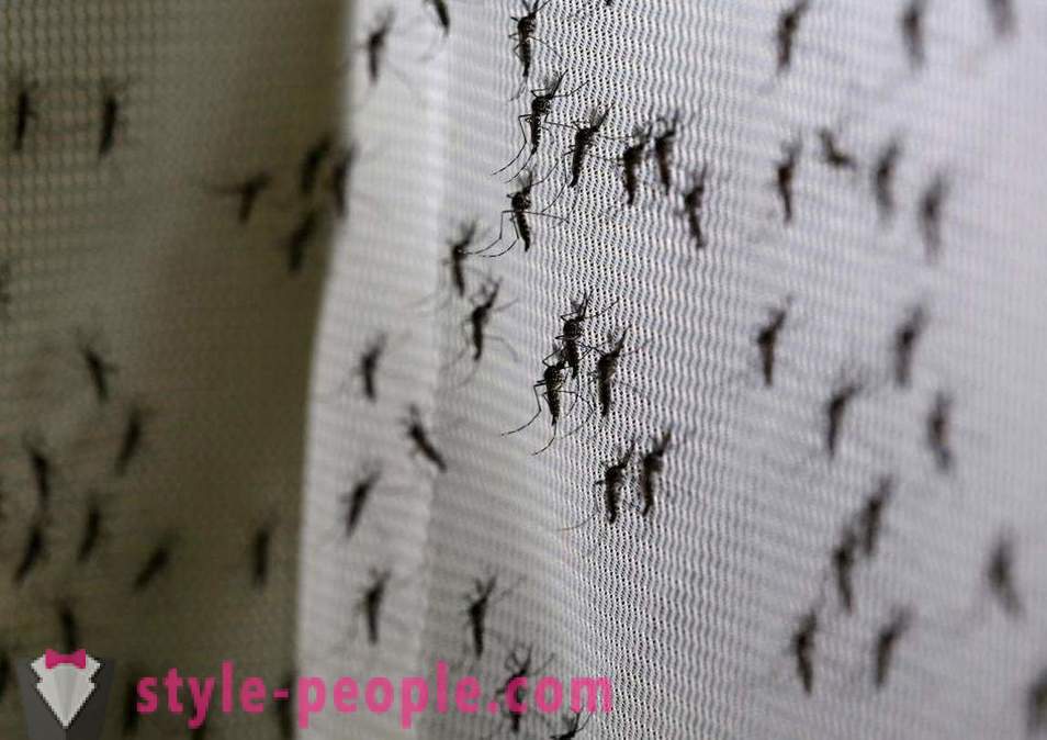 Bill Gates har avsatt miljontals dollar för att skapa en mygga mördare
