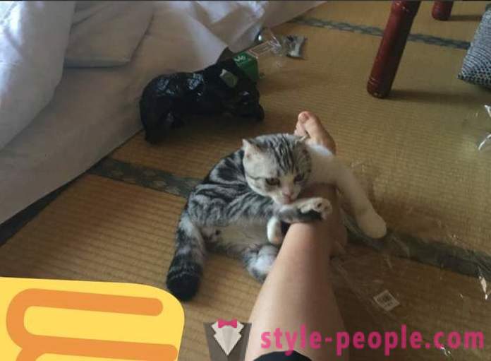 Japanska hotell, där du kan ta en katt att hyra