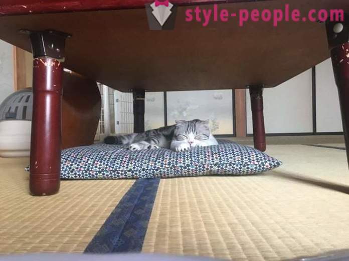 Japanska hotell, där du kan ta en katt att hyra