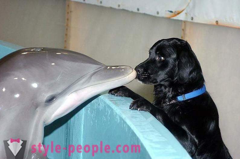 Fantastiskt om delfiner