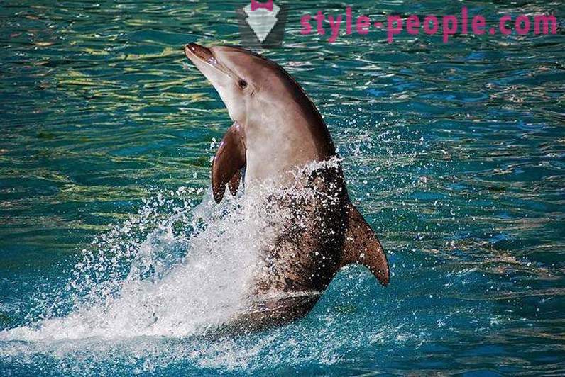 Fantastiskt om delfiner