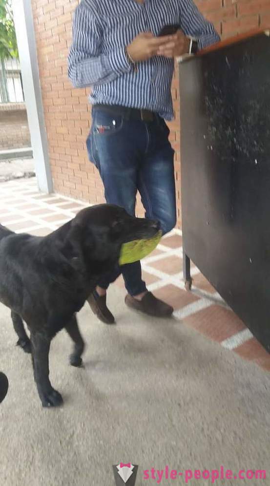 Hunden har lärt sig att köpa mat för sin egen valuta