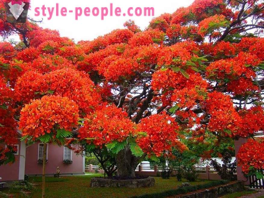 Den fantastiska skönhet träd från hela världen