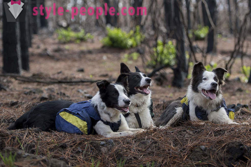 Hundar hjälper till att återställa de chilenska skogarna
