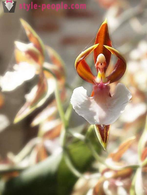 Vackra blommor, som allt, bara inte på blommor