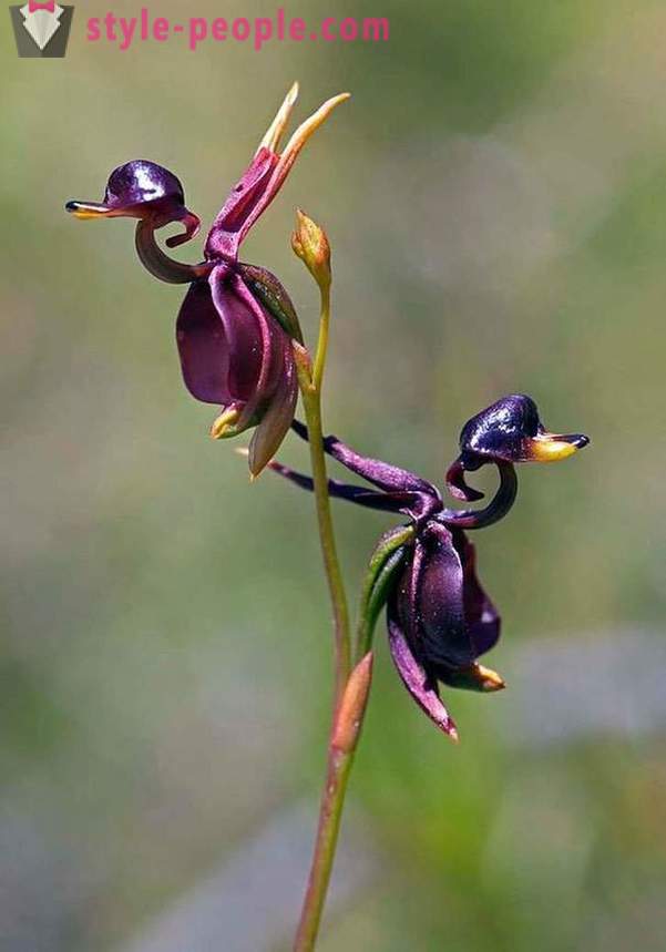 Vackra blommor, som allt, bara inte på blommor