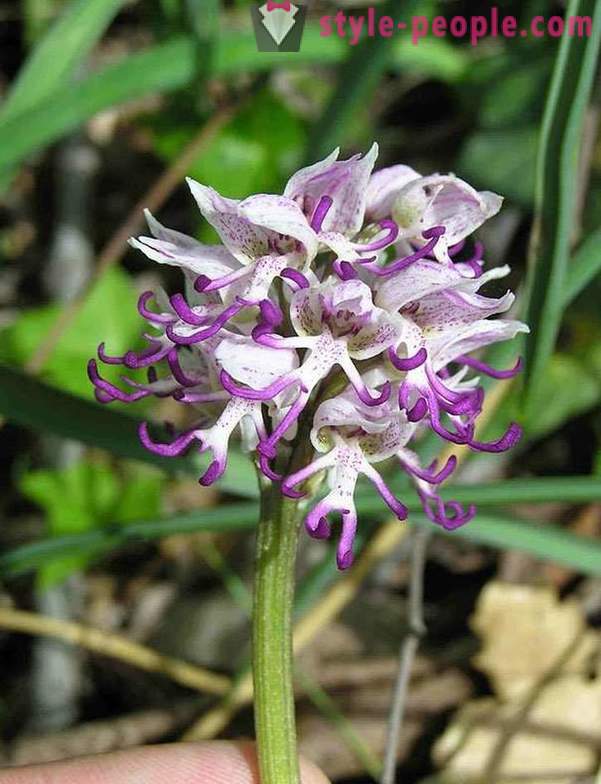 Vackra blommor, som allt, bara inte på blommor