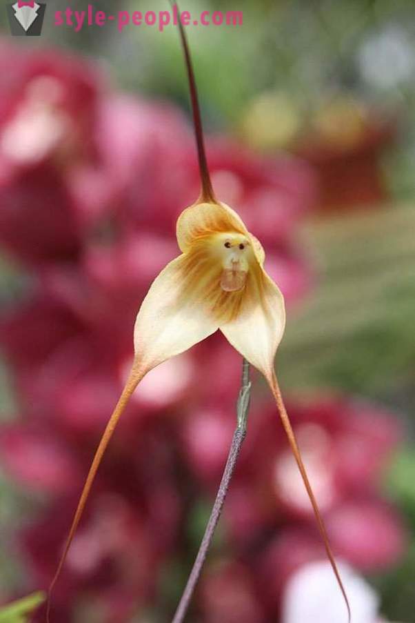 Vackra blommor, som allt, bara inte på blommor