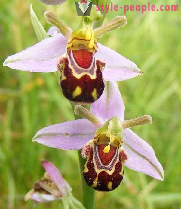 Vackra blommor, som allt, bara inte på blommor