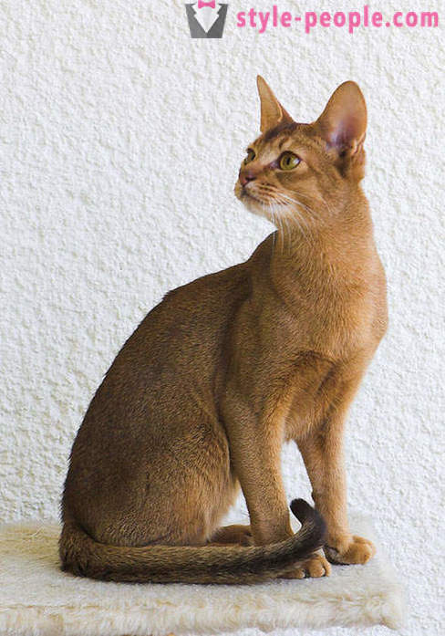 Spelar Dr. Moreau: Karaketov - den dyraste och mest sällsynta ras av katter