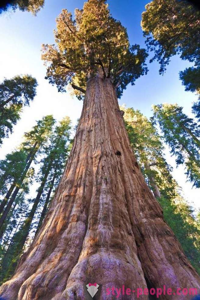 De mest imponerande träd i världen