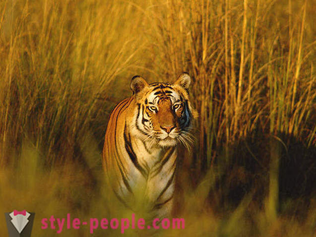 10 fantastiska djur regnskog