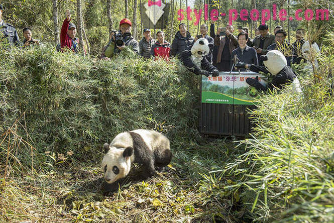 Hur man odlar jättepandor i Sichuan