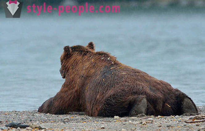Kamchatka björnar