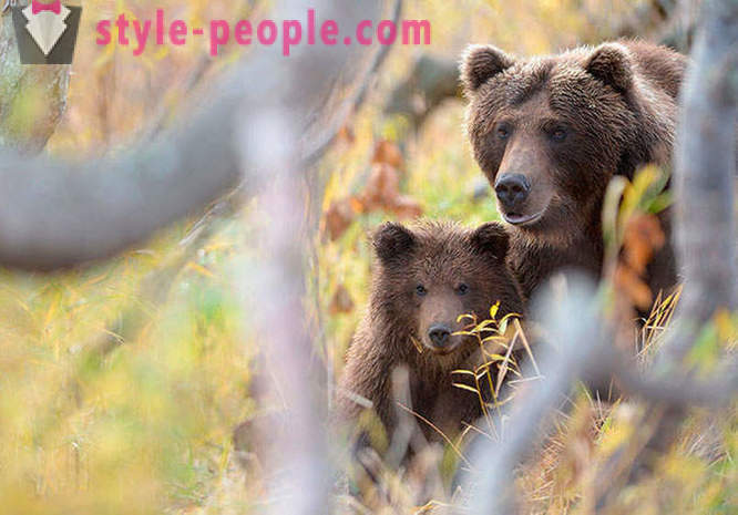 Kamchatka björnar