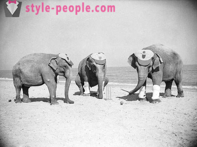 Ovanliga vintage foton av djur