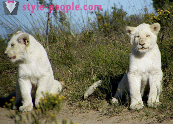 En promenad i sällskap med vita lejon