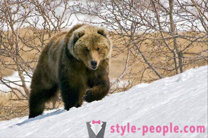 Björnjakt på vintern. Jakt på isbjörnar