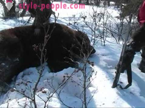 Björnjakt på vintern. Jakt på isbjörnar