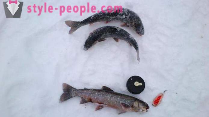 Fishers notera: öringfiske på vintern