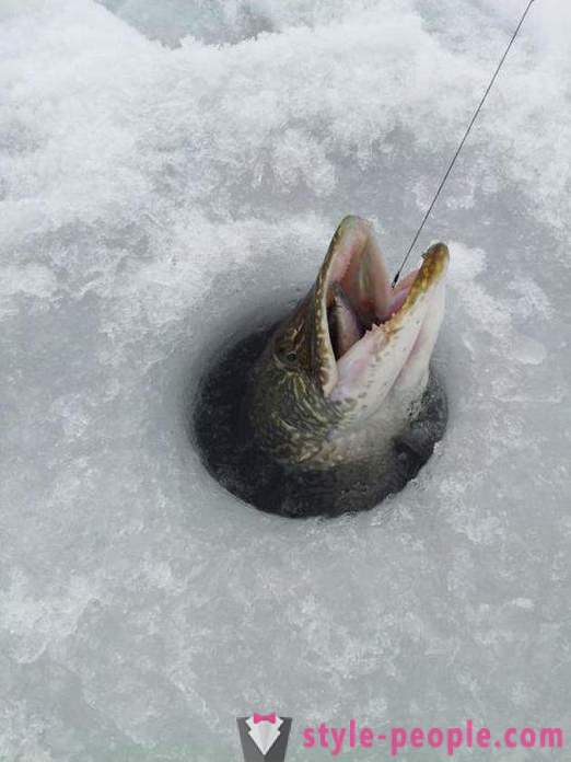 Pike fiske på zherlitsy vintern. Gäddfisket på vintern trolling