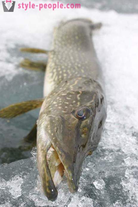 Pike fiske på zherlitsy vintern. Gäddfisket på vintern trolling