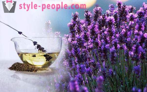 Lavendelolja: egenskaper, applikationer, recensioner. Lavendelolja för hår