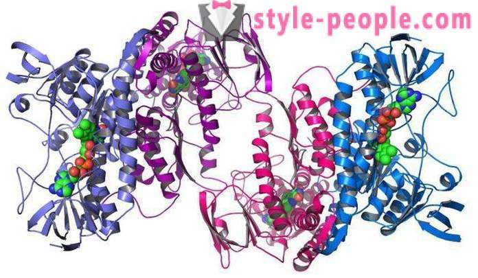 Protein - Protein är ... för en uppsättning av muskelmassa: recensioner