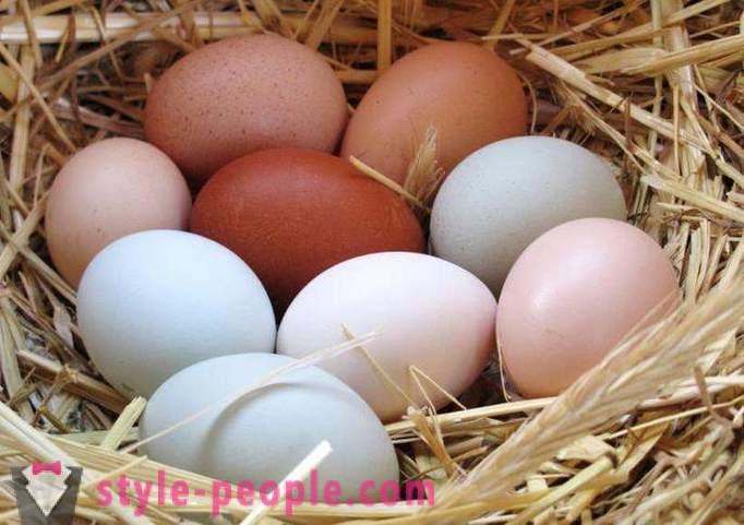 Egg diet: beskrivningen, fördelar och nackdelar