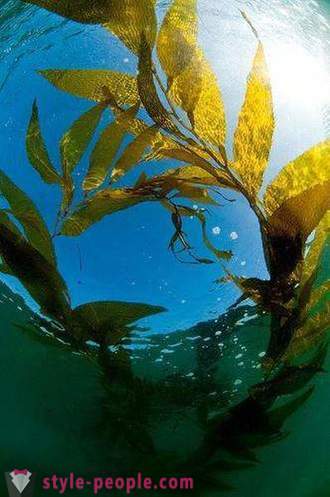 Kelp viktminskning. Laminaria (kelp) för viktminskning och kroppen rengöring